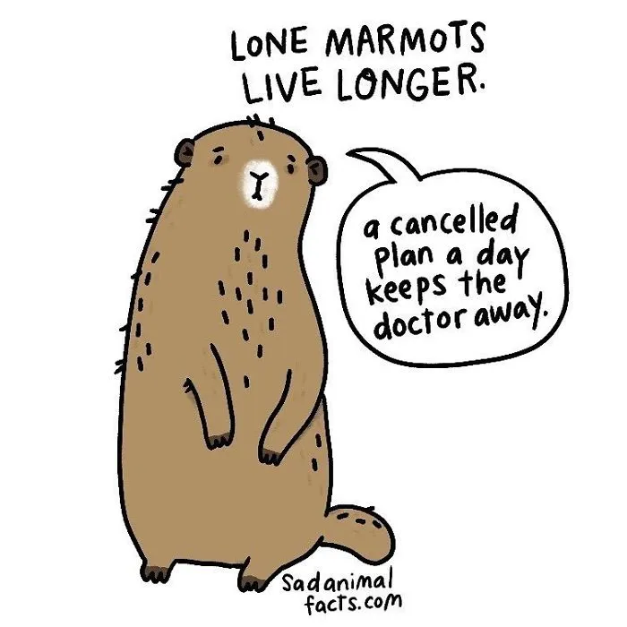 Cartoon marmot with sad animal facts caption about lone marmots living longer and canceling plans.