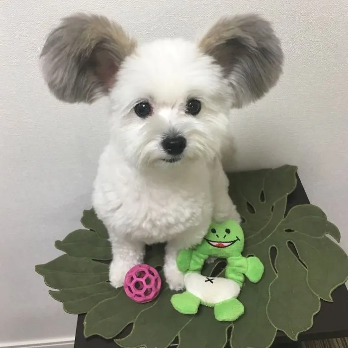 Internet está obsesionado con este perro de orejas de Mickey Mouse, sus fotos te alegrarán el día