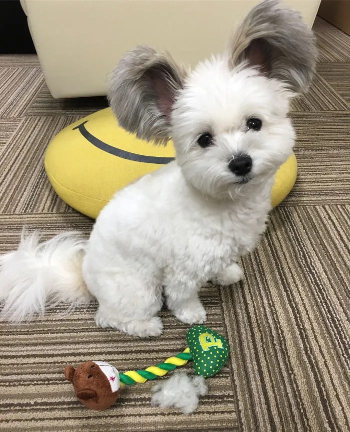 Internet está obsesionado con este perro de orejas de Mickey Mouse, sus fotos te alegrarán el día