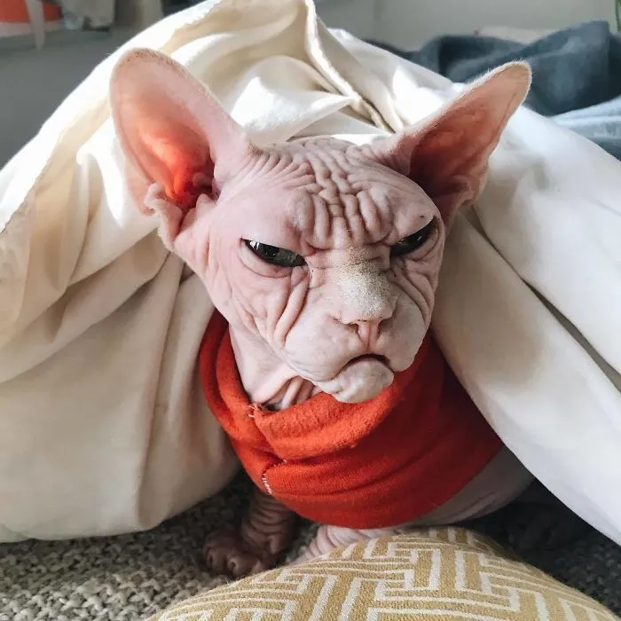 Move Aside Grumpy Cat, Loki Is The New Grumpiest Cat In The World