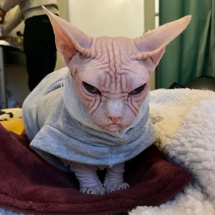 Move Aside Grumpy Cat, Loki Is The New Grumpiest Cat In The World