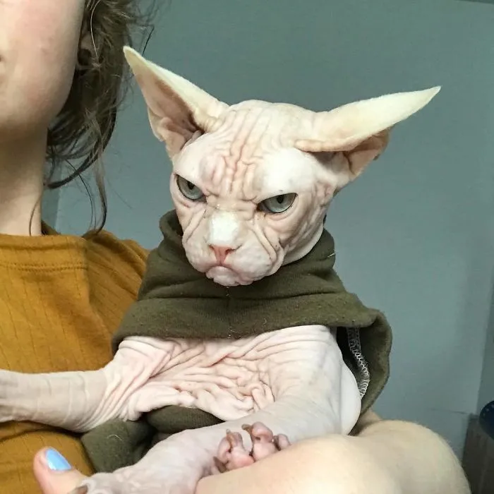 Move Aside Grumpy Cat, Loki Is The New Grumpiest Cat In The World