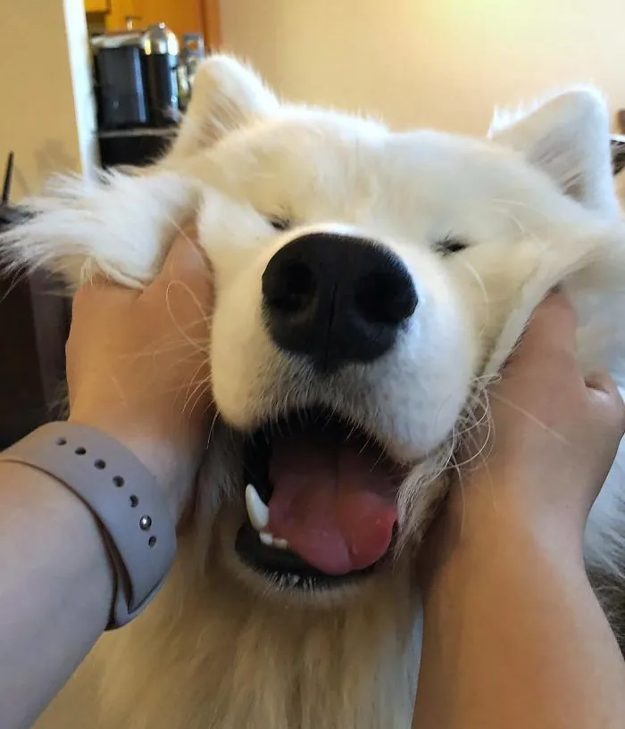 Derpy Squishy Face Is My Favourite Face