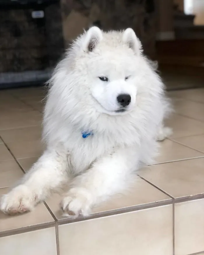 When Your Human Comes Home Smelling Like Another Dog