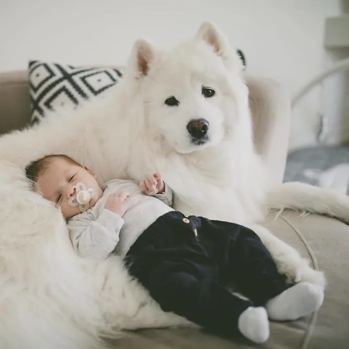 Living The Nanny Dog Life