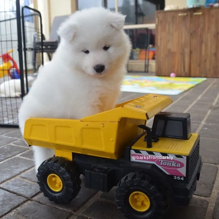 Pup In A Truck