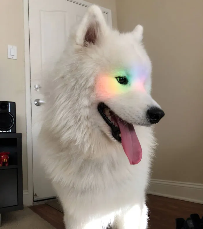 See The Rainbow - Taste The Rainbow