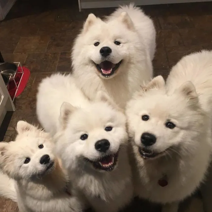 Why Hello There. We See You Have Ham. Did You Know Ham Is For Sharing?