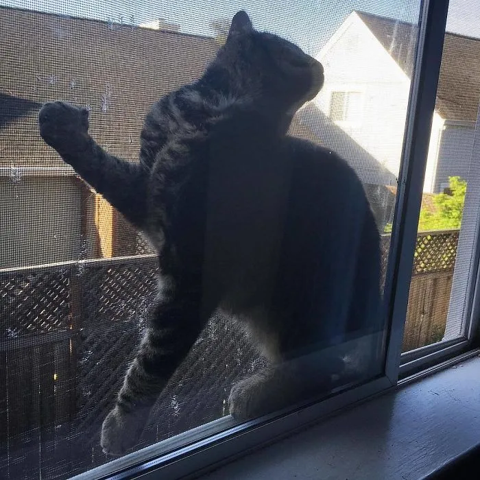She Somehow Managed To Get Herself Stuck Between The Window And The Screen. But She Didn’t Make A Peep Until I Stuck My Head In To Check On Her