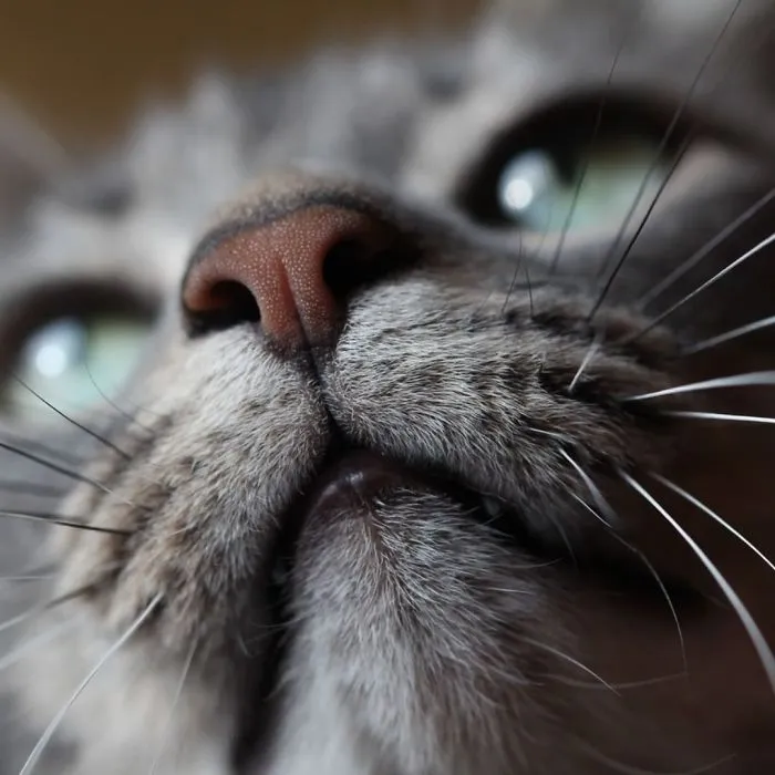 93 Close-Ups Of Cat Noses To Make Your Day