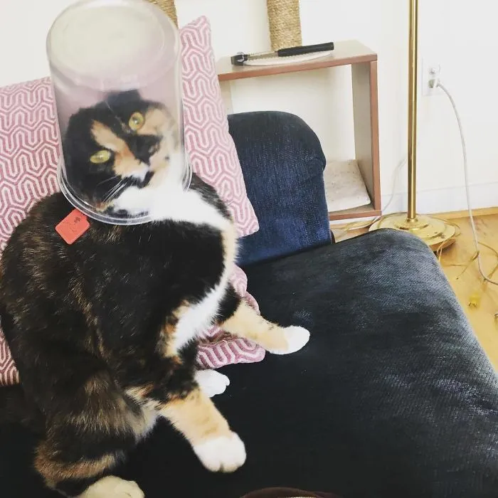 Caturday Got Me Like