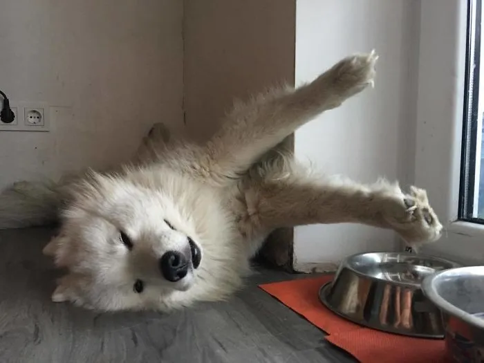 Food Coma