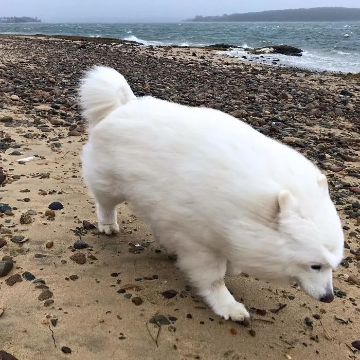Sasha Plowing Through 50 Mph Headwinds