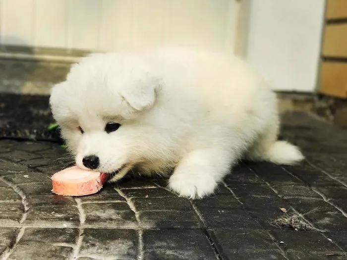 My First Bone