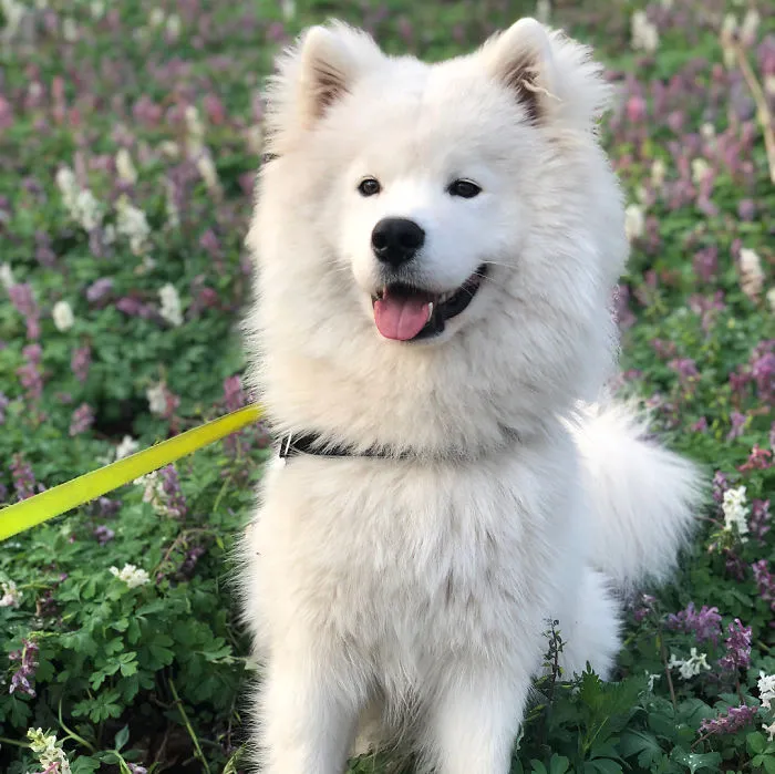 Flower Pup