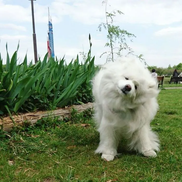 Tornado Pup