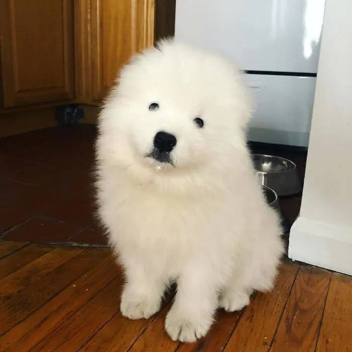 This Is Biff And He Likes To Eat Tape