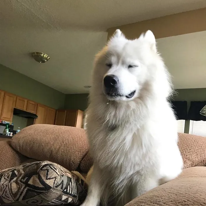 Majestic One This Is. With A Snot And All