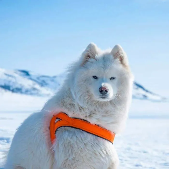 Every Morning Pörrö Is Ready For Moving Forward. Sled Pulling And Reindeer Chasing