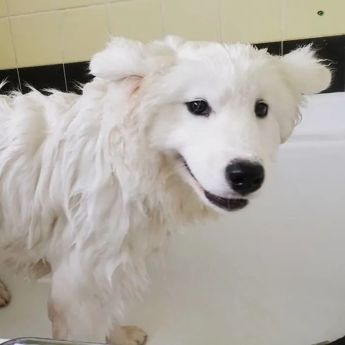 J Insists On Putting Me In This Thing Called A Bath, Covering Me In Water, And Rubbing This Smelly Liquid Into My Floof