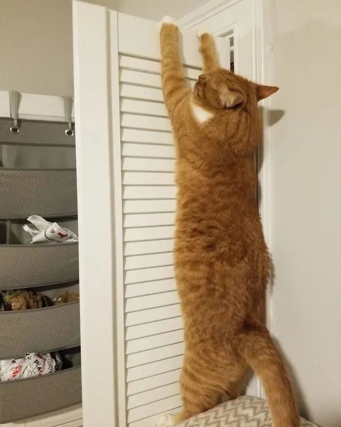 Guess Who Got Too Ambitious Exploring, Got Their Claws Stuck In The Wooden Laundry Room Door, And Required Human Help Getting Down?
