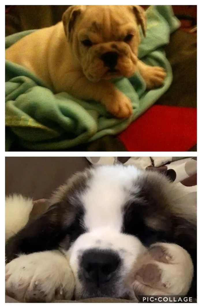 Sir Winston Churchill And Megatron! The Grumpy & The Giant