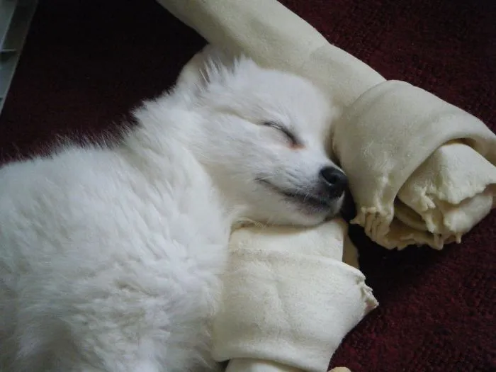 This Is Sushi When She Was A Few Months Old. You Can't See It, But The Bones Were Like 2ft. Long Lol. She Picked Them Out At The Pet Store And She Just Loved Them So Much