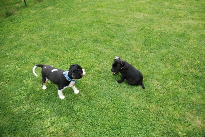 Little Cane Corso