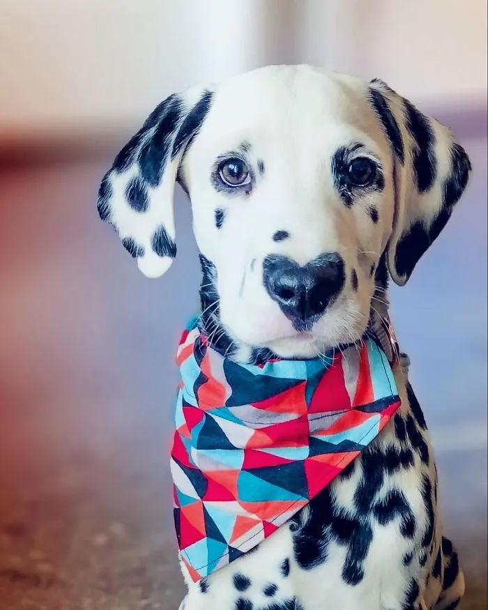 This Adorable Puppy Is Stealing Everyone’s Hearts, And It’s Obvious Why