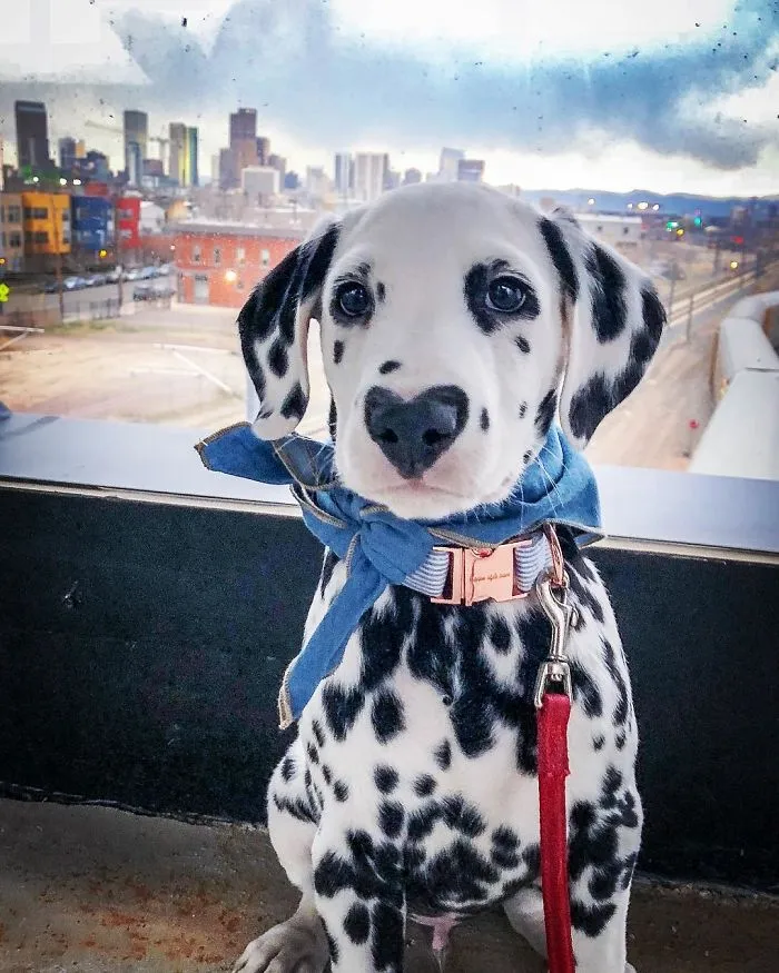 This Adorable Puppy Is Stealing Everyone’s Hearts, And It’s Obvious Why