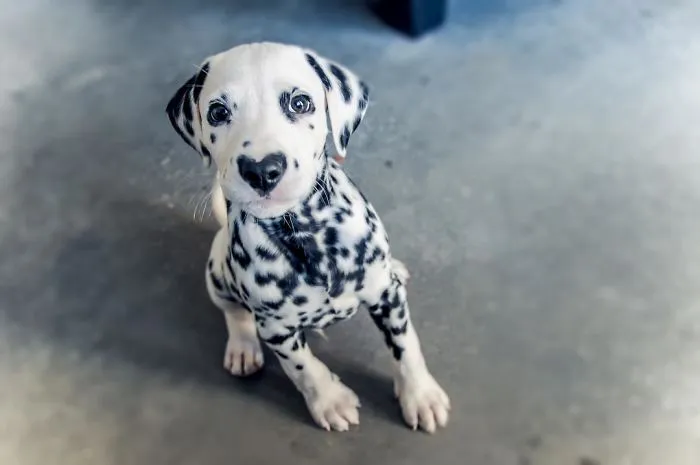 This Adorable Puppy Is Stealing Everyone’s Hearts, And It’s Obvious Why