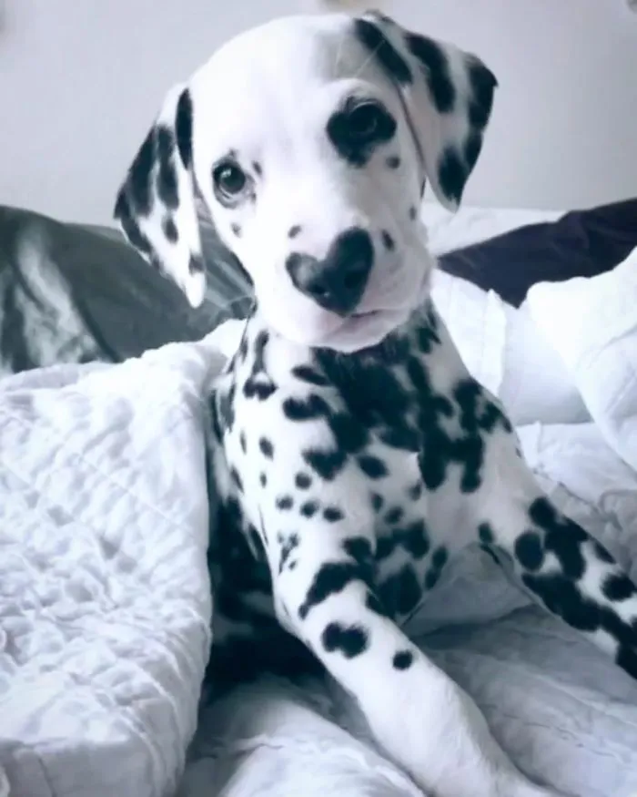 This Adorable Puppy Is Stealing Everyone’s Hearts, And It’s Obvious Why