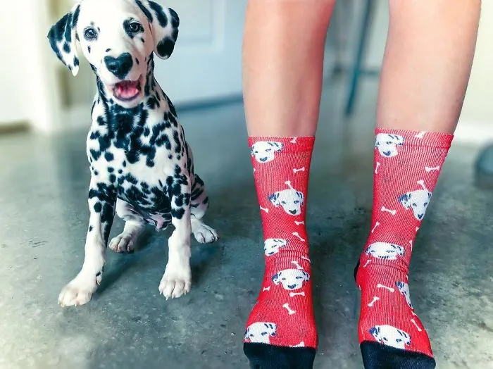 This Adorable Puppy Is Stealing Everyone’s Hearts, And It’s Obvious Why