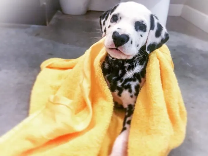 This Adorable Puppy Is Stealing Everyone’s Hearts, And It’s Obvious Why