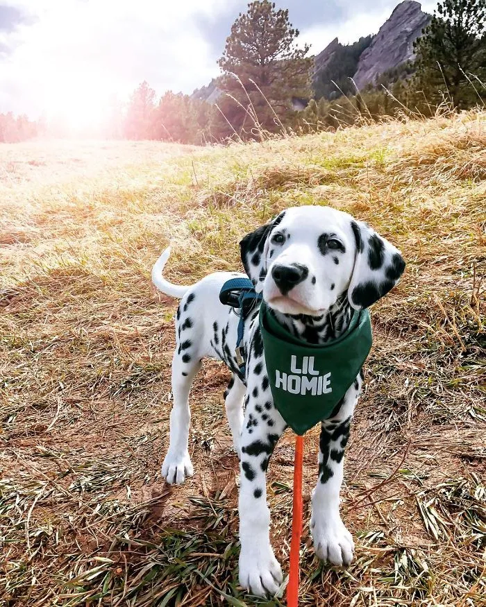 This Adorable Puppy Is Stealing Everyone’s Hearts, And It’s Obvious Why