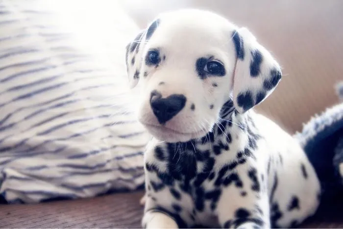 This Adorable Puppy Is Stealing Everyone’s Hearts, And It’s Obvious Why