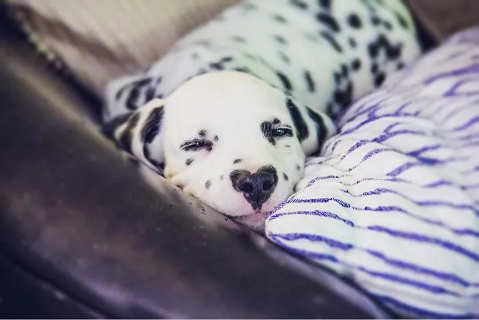 This Adorable Puppy Is Stealing Everyone’s Hearts, And It’s Obvious Why