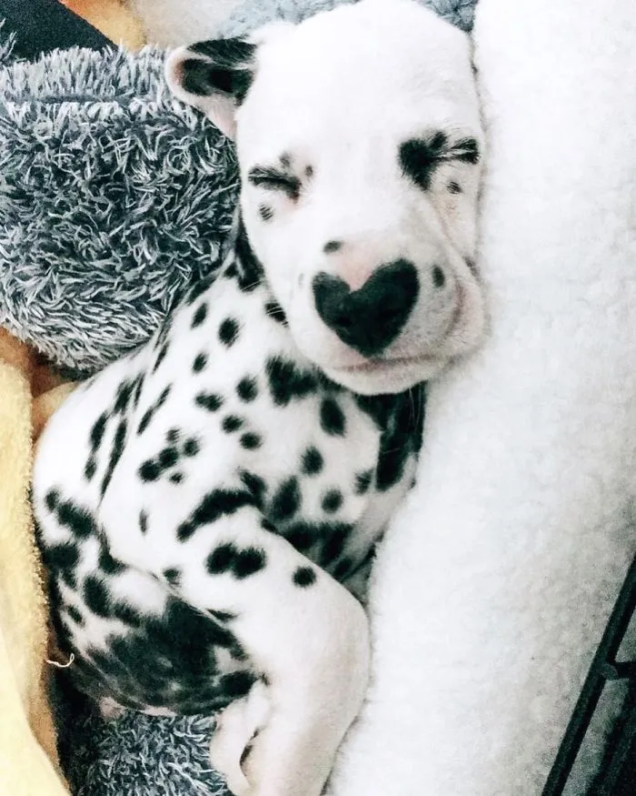 This Adorable Puppy Is Stealing Everyone’s Hearts, And It’s Obvious Why