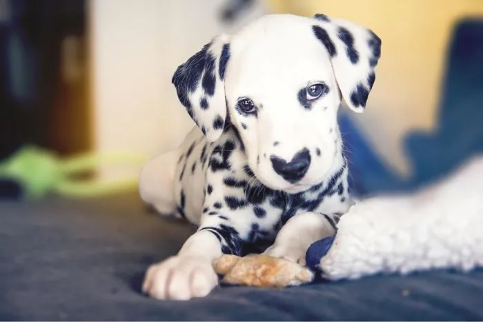 This Adorable Puppy Is Stealing Everyone’s Hearts, And It’s Obvious Why