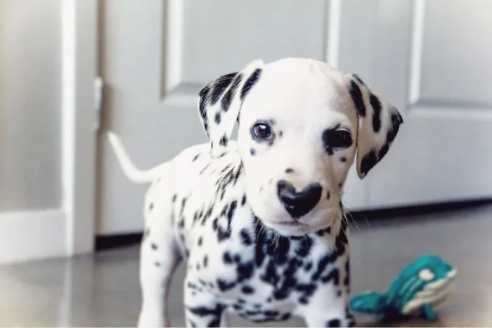 This Adorable Puppy Is Stealing Everyone’s Hearts, And It’s Obvious Why