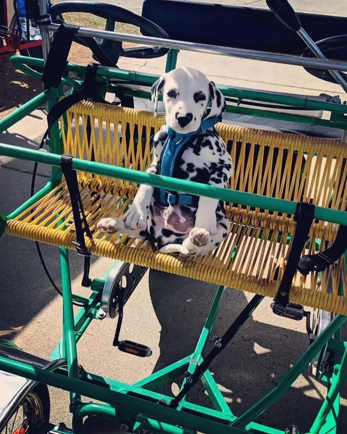 This Adorable Puppy Is Stealing Everyone’s Hearts, And It’s Obvious Why