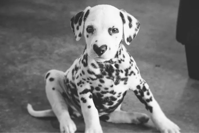 This Adorable Puppy Is Stealing Everyone’s Hearts, And It’s Obvious Why
