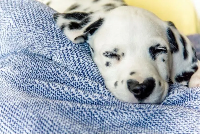 This Adorable Puppy Is Stealing Everyone’s Hearts, And It’s Obvious Why