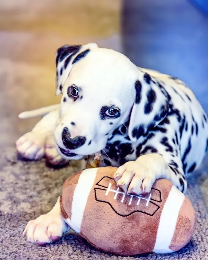 This Adorable Puppy Is Stealing Everyone’s Hearts, And It’s Obvious Why