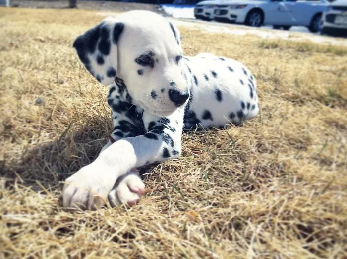 This Adorable Puppy Is Stealing Everyone’s Hearts, And It’s Obvious Why