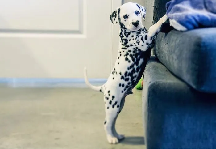 This Adorable Puppy Is Stealing Everyone’s Hearts, And It’s Obvious Why