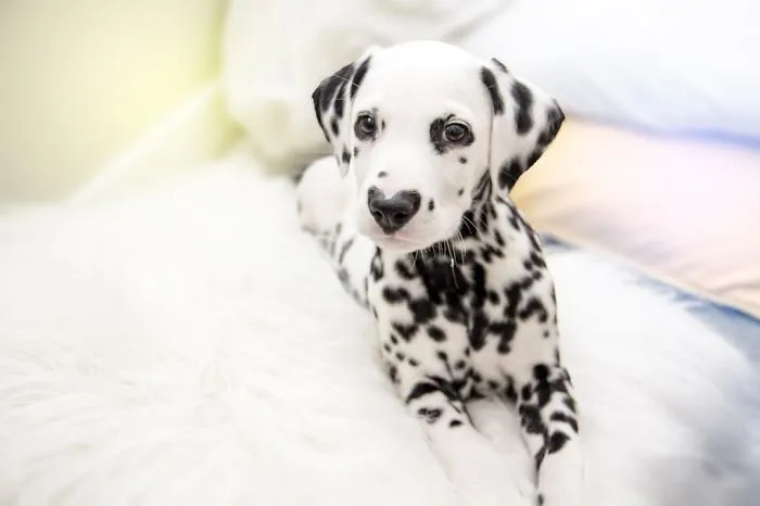 This Adorable Puppy Is Stealing Everyone’s Hearts, And It’s Obvious Why