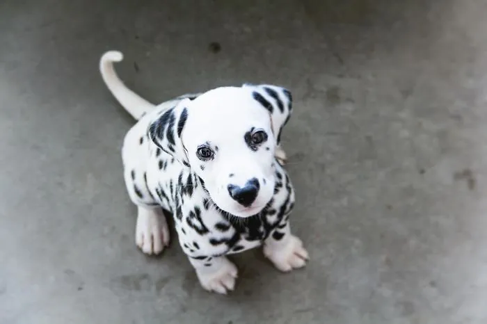 This Adorable Puppy Is Stealing Everyone’s Hearts, And It’s Obvious Why