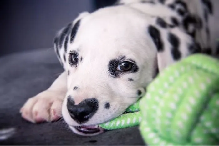 This Adorable Puppy Is Stealing Everyone’s Hearts, And It’s Obvious Why