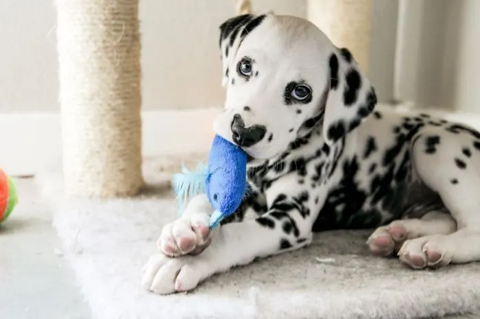 This Adorable Puppy Is Stealing Everyone’s Hearts, And It’s Obvious Why